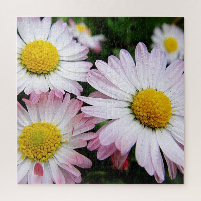 Puzzle Tres daisises lindos y rosas (Vertical)