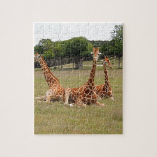 Puzzle Tres jirafas en Fossil Rim
