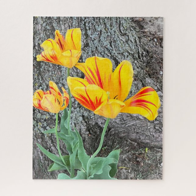 Puzzle Tres Tulipanes Amarillos Secuencia / (Vertical)