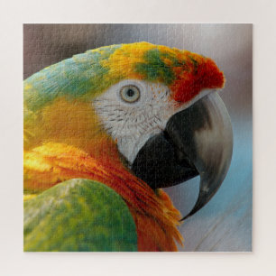 Puzzle Trópico de Macaw