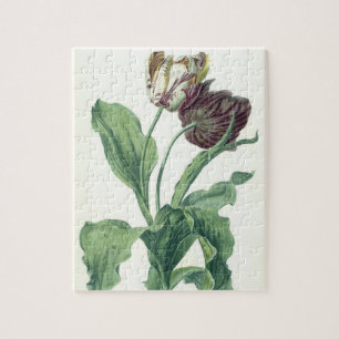 Puzzle Tulipán del jardín, de la "ópera Botanica",