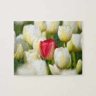 Puzzle Tulipán rojo en un campo de los tulipanes blancos