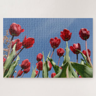Puzzle Tulipán Triumph (Tulipa) "Reinier Paping"