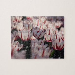 Puzzle Tulipanes