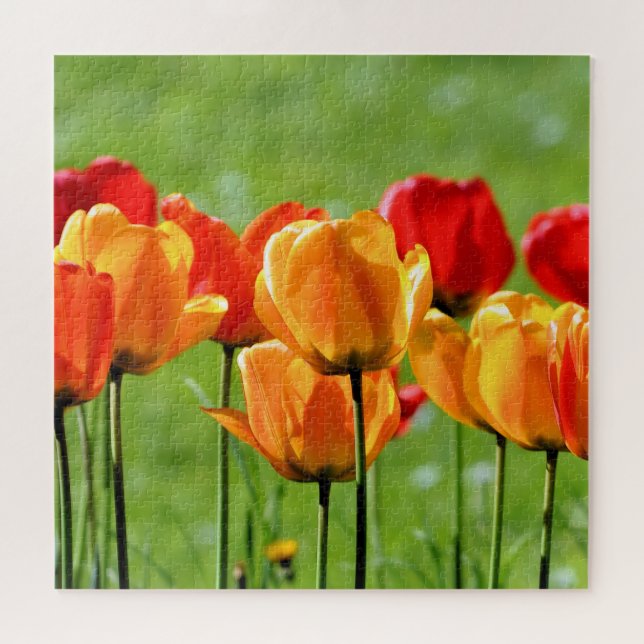 Puzzle Tulipanes Amarillos Y Rojos (Horizontal)