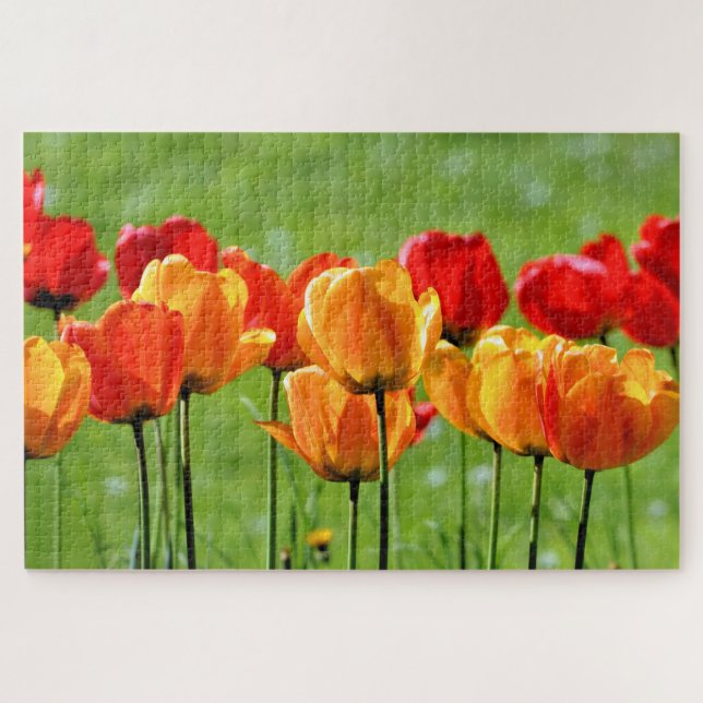Puzzle Tulipanes Amarillos Y Rojos (Horizontal)