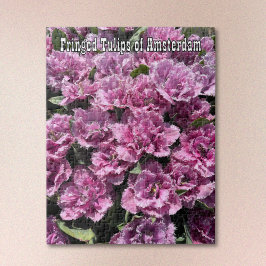 Puzzle Tulipanes de Flecos Purpura de Ámsterdam Rompecabe