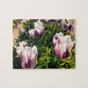 Puzzle Tulipanes de franja blanca y púrpura