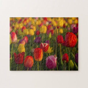 Puzzle Tulipanes, Festival de Tulipanes, Woodburn, Oregon