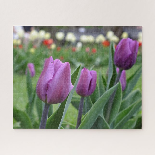 Puzzle Tulipanes morados (Horizontal)
