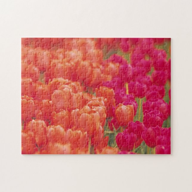 Puzzle Tulipanes naranja y rosa (Horizontal)