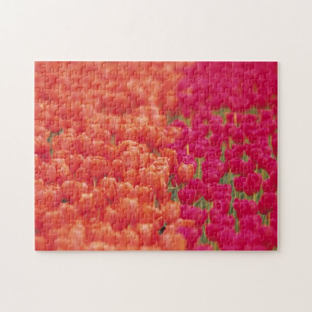 Puzzle Tulipanes naranja y rosa (Horizontal)