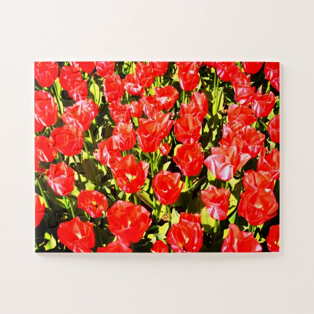 Puzzle Tulipanes rojos (Horizontal)