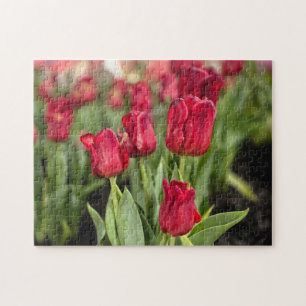 Puzzle Tulipanes Rojos