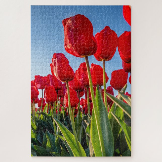 Puzzle Tulipanes rojos en flor (Vertical)