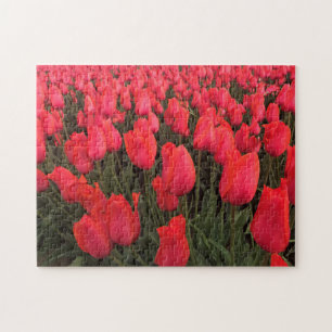 Puzzle Tulipanes rosados de coral