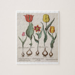 Puzzle Tulipanes: rubens de los maculis del lutea