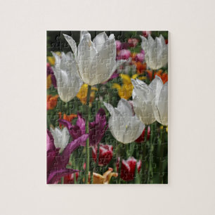 Puzzle Tulipanos