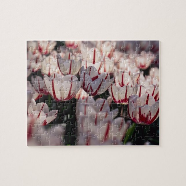 Puzzle Tulipanos (Horizontal)