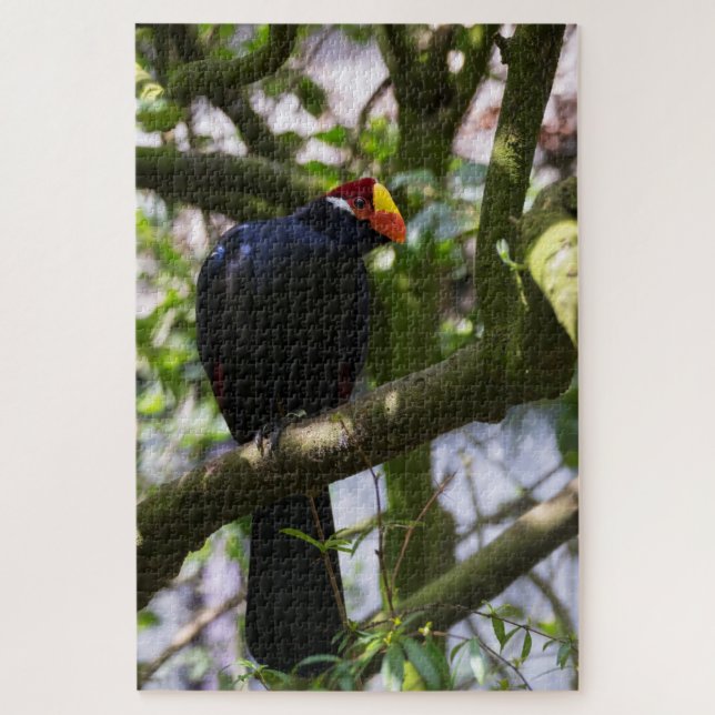 Puzzle Turaco de Lady Ross (Vertical)