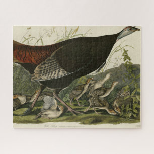 Puzzle Turquía salvaje de las aves estadounidenses de Aud