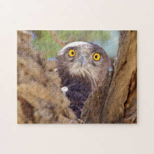 Puzzle Un águila de serpiente de pecho blanco