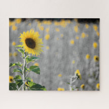 Un campo de girasoles en blanco y negro