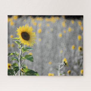 Puzzle Un campo de girasoles en blanco y negro