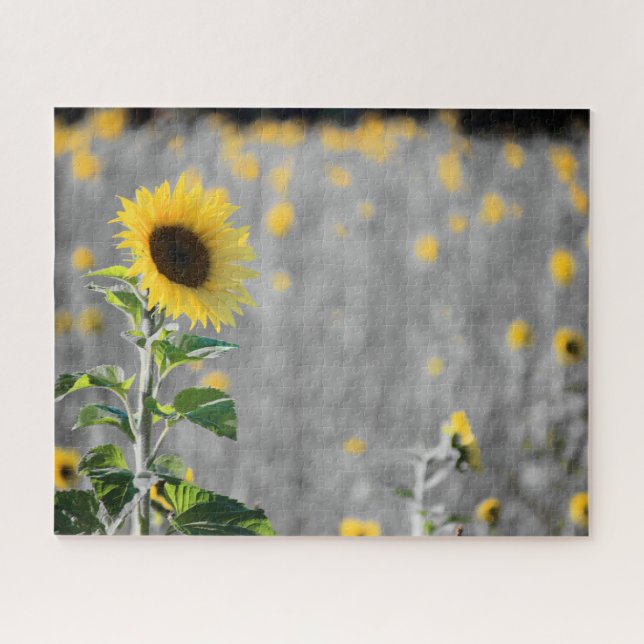 Puzzle Un campo de girasoles en blanco y negro (Horizontal)