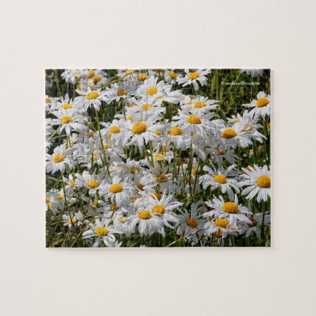 Puzzle Un campo de Oxeye Daisies (Horizontal)