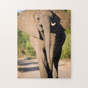 Puzzle Un elefante africano (Loxodonta Africana) camina
