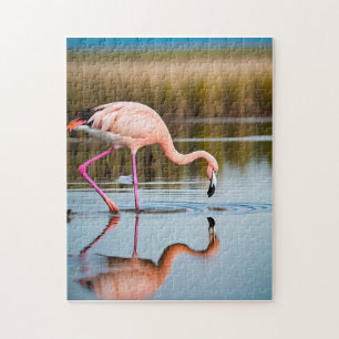 Puzzle Un flamenco rosa viendo su reflejo en el agua