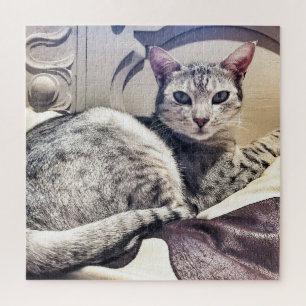 Puzzle Un gato bonito y omnipresente o su plaza fotográfi