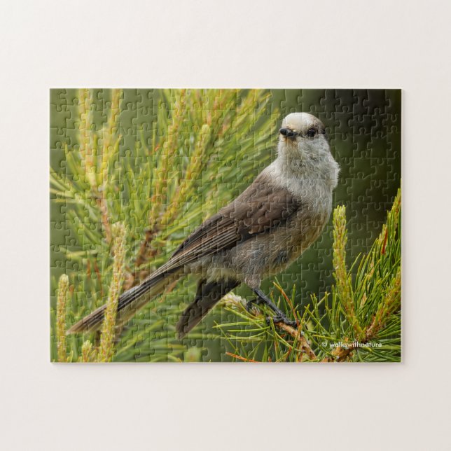 Puzzle Un Jay/Whiskeyjack gris lindo y curioso (Horizontal)