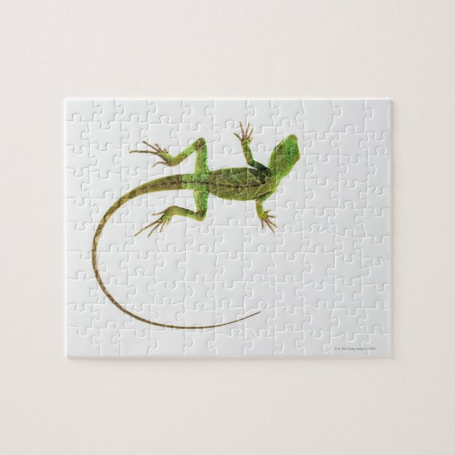 Puzzle Un lagarto en un suelo blanco puro (Horizontal)