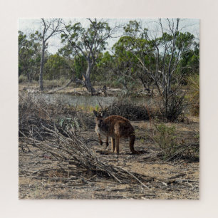 Puzzle Un momento tranquilo: el canguro australiano en Bi