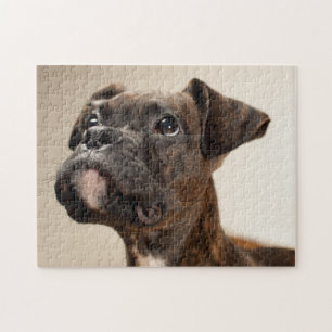 Puzzle Un perrito Brindle del boxeador que mira para