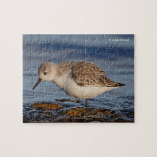 Puzzle Un Sandpiper Cute Sanderling pasea por una playa d