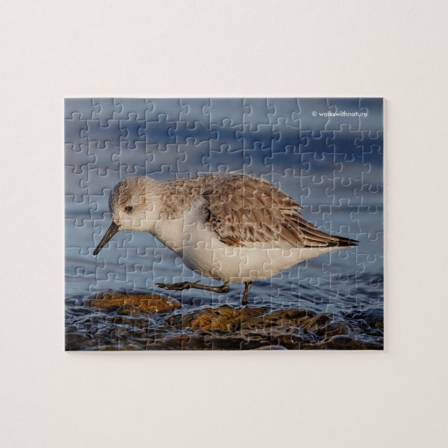 Puzzle Un Sandpiper Cute Sanderling pasea por una playa d (Horizontal)
