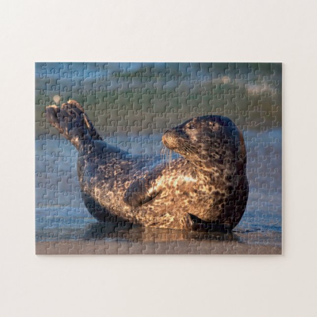 Puzzle Una cría de foca levantando la cola (Horizontal)