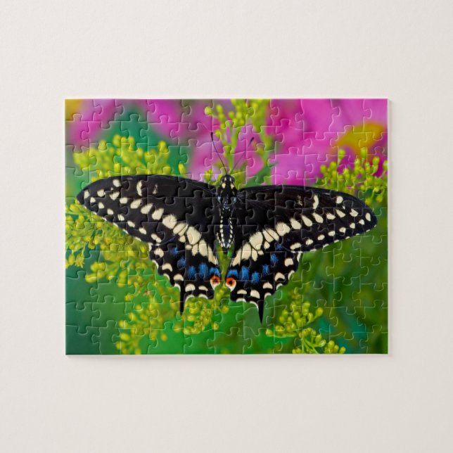 Puzzle Una Mariposa Swallowtail Aterrizando (Horizontal)