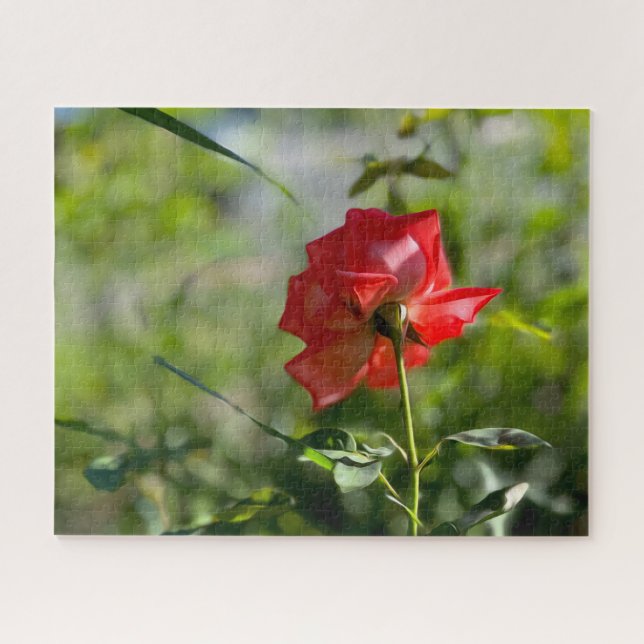 Puzzle Una rosa roja (Horizontal)