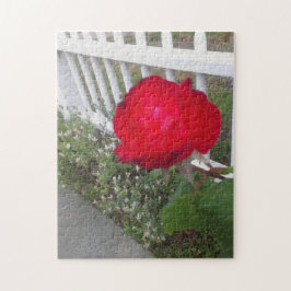 Puzzle Una valla blanca escogida y una preciosa rosa roja