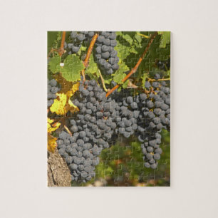 Puzzle Una vid con racimos de uvas Merlot maduras - Casti