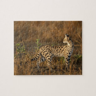 Puzzle Upper Mara, Reserva de caza Masai Mara, Kenia,
