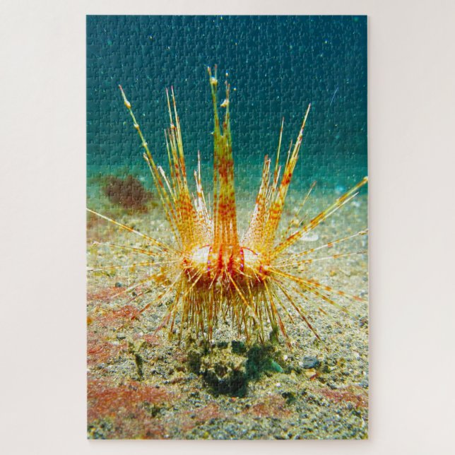 Puzzle Urchins del mar (Vertical)