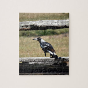 PUZZLE URRACA EN LA CERCA QUEENSLAND RURAL AUSTRALIA
