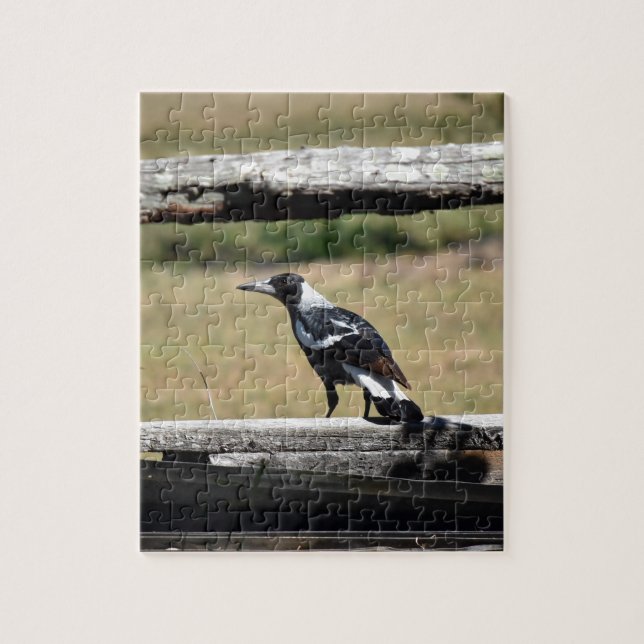 PUZZLE URRACA EN LA CERCA QUEENSLAND RURAL AUSTRALIA (Vertical)
