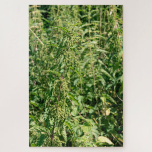Puzzle Urtica dioica, 
