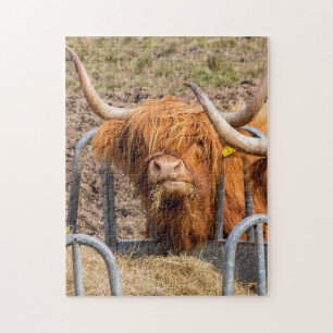 Puzzle vaca Highland escocesa